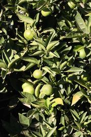              Sun leaves (Riverside, CA)       