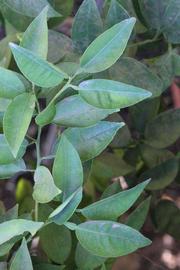              Shade leaves (Riverside, CA)       