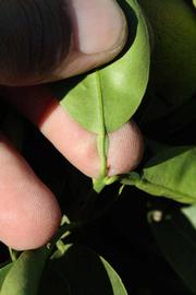              Petiole (Riverside, CA)       