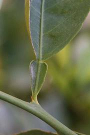              Petiole (Riverside, CA)       