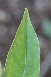              Margin (Riverside, CA)       