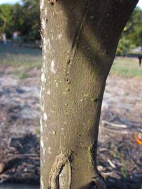              Bark (Winter Haven, FL)       