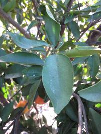            Shade leaves (Winter Haven, FL)   