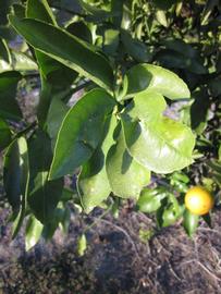            Sun leaves (Winter Haven, FL)   