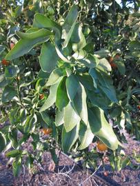            Sun leaves (Winter Haven, FL)   