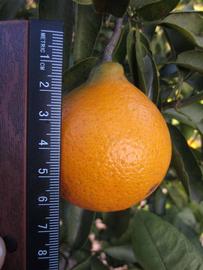            Fruit (Winter Haven, FL)   