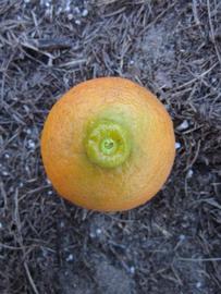            Fruit (Winter Haven, FL)   