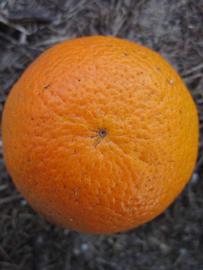            Fruit (Winter Haven, FL)   