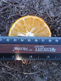            Fruit cross-section (Winter Haven, FL)   