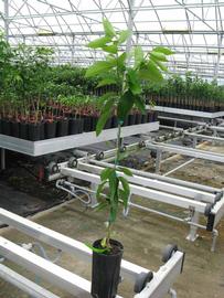              Habit (Phillip Rucks Citrus Nursery, Frostproof, FL)       