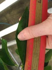              Unifoliolate leaf (Phillip Rucks Citrus Nursery, Frostproof,   FL)       