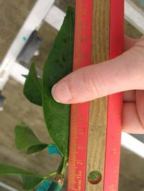              Unifoliolate leaf (Phillip Rucks Citrus Nursery, Frostproof,   FL)       