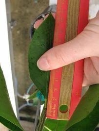              Unifoliolate leaf (Phillip Rucks Citrus Nursery, Frostproof,   FL)       