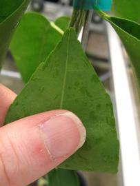              Margin (Phillip Rucks Citrus Nursery, Frostproof, FL)       