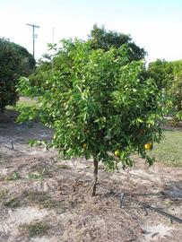              Habit (Winter Haven, FL)       