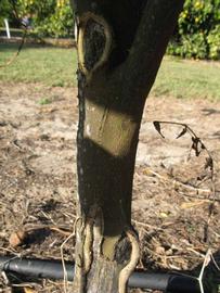              Bark (Winter Haven, FL)       