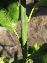              First year twig (Winter Haven, FL)       