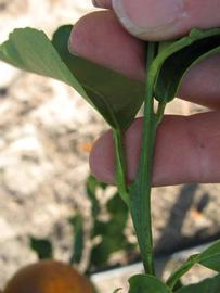              Petiole (Winter Haven, FL)       