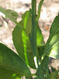              First year twig (Winter Haven, FL)       