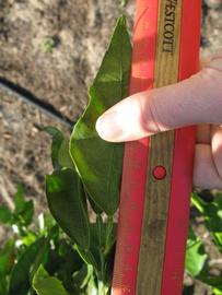              Unifoliolate leaf (Winter Haven, FL)       