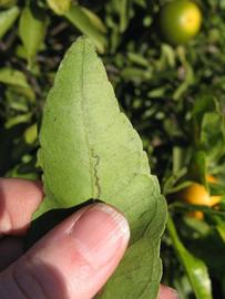              Margin (Winter Haven, FL)       