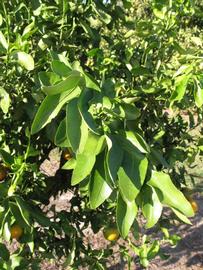            Sun leaves (Winter Haven, FL)   