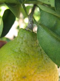            Fruit (Winter Haven, FL)   