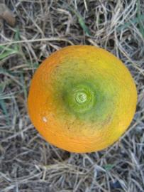            Fruit (Winter Haven, FL)   