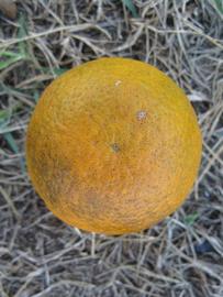            Fruit (Winter Haven, FL)   