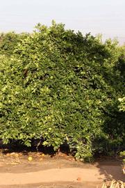            Habit (Riverside, CA)   