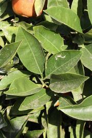              Sun leaves (Riverside, CA)       