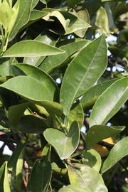              Sun leaves (Riverside, CA)       