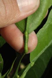              Petiole (Riverside, CA)       