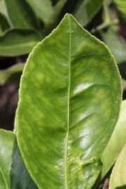              Margin (Riverside, CA)       