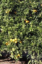            Habit (Riverside, CA)   