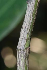              Second - third year twig (Riverside, CA)       