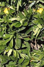            Sun leaves (Riverside, CA)   