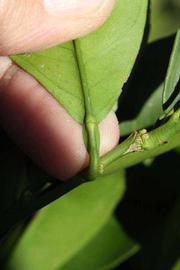              Petiole (Riverside, CA)       