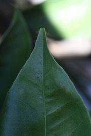              Margin (Riverside, CA)       