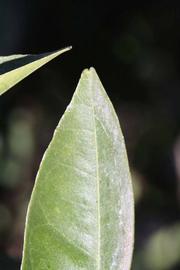              Margin (Riverside, CA)       