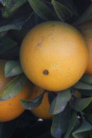            Fruit (Riverside, CA)   