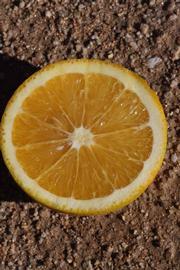            Fruit cross-section (Riverside, CA)   