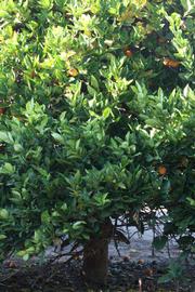            Habit (Summer Workman, Riverside, CA)   