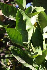            Sun leaves (Summer Workman, Riverside, CA)   