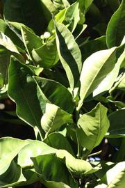            Sun leaves (Summer Workman, Riverside, CA)   