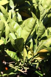            Sun leaves (Summer Workman, Riverside, CA)   