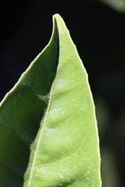            Margin (Summer Workman, Riverside, CA)   