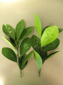            Leaves (Chiefland, FL)   