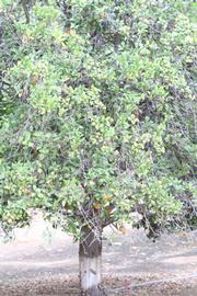            Habit (Riverside, CA)   