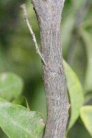              Second - third year twig (Riverside, CA)       